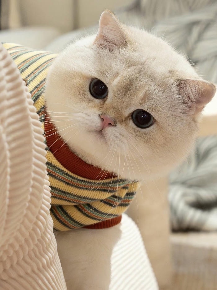 ảnh đại diện mèo vô tri ngơ ngác