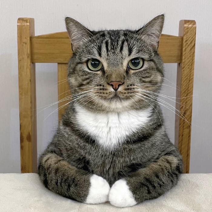 ảnh đại diện mèo vô tri ngồi ghế nhìn thẳng