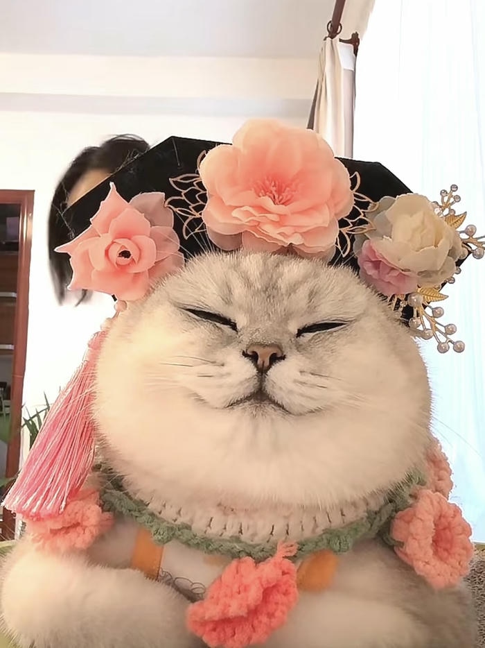 ảnh đại diện mèo vô tri ngủ gật