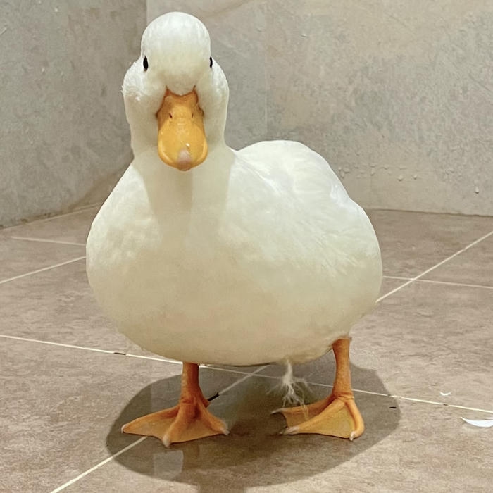 ảnh đại diện vịt cute che mặt tạo dáng ngộ