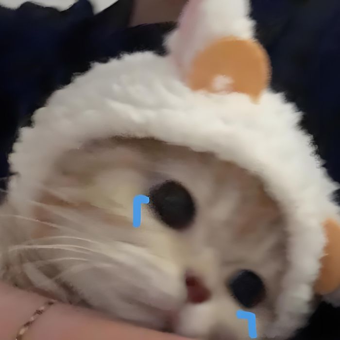 ảnh sad mèo meme