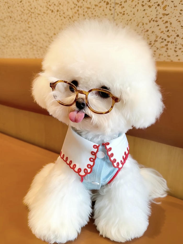 avatar con chó bản nhỏ vô cùng dễ thương