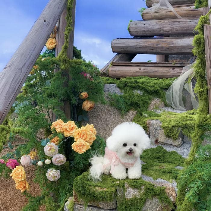 avatar con chó dáng đứng nhỏ xinh đáng yêu