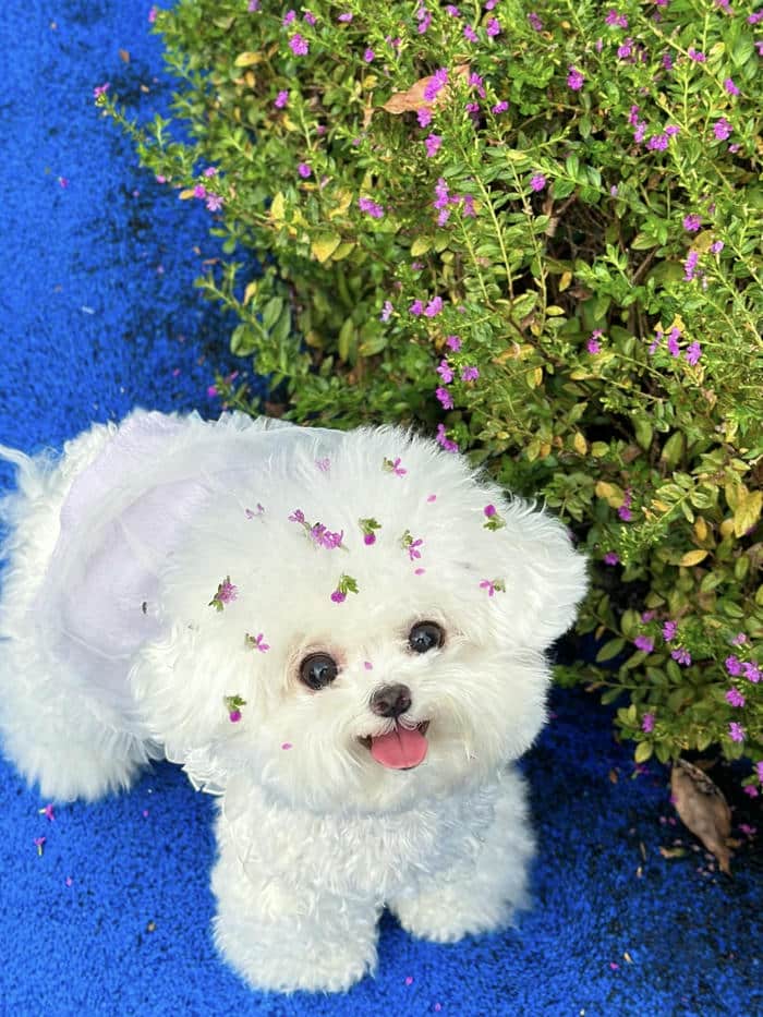 avatar con chó dáng tròn bụ bẫm dễ thương