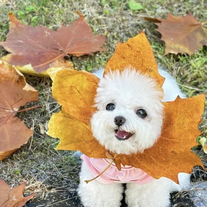 avatar con chó nhỏ xinh nở nụ cười