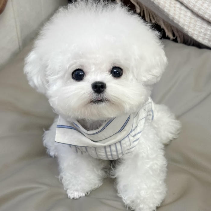 avatar con chó tạo dáng vô cùng dễ thương