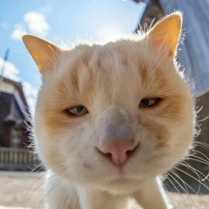 180+ Avatar mèo vô tri đẹp, ngầu, độc lạ cho mọi phong cách