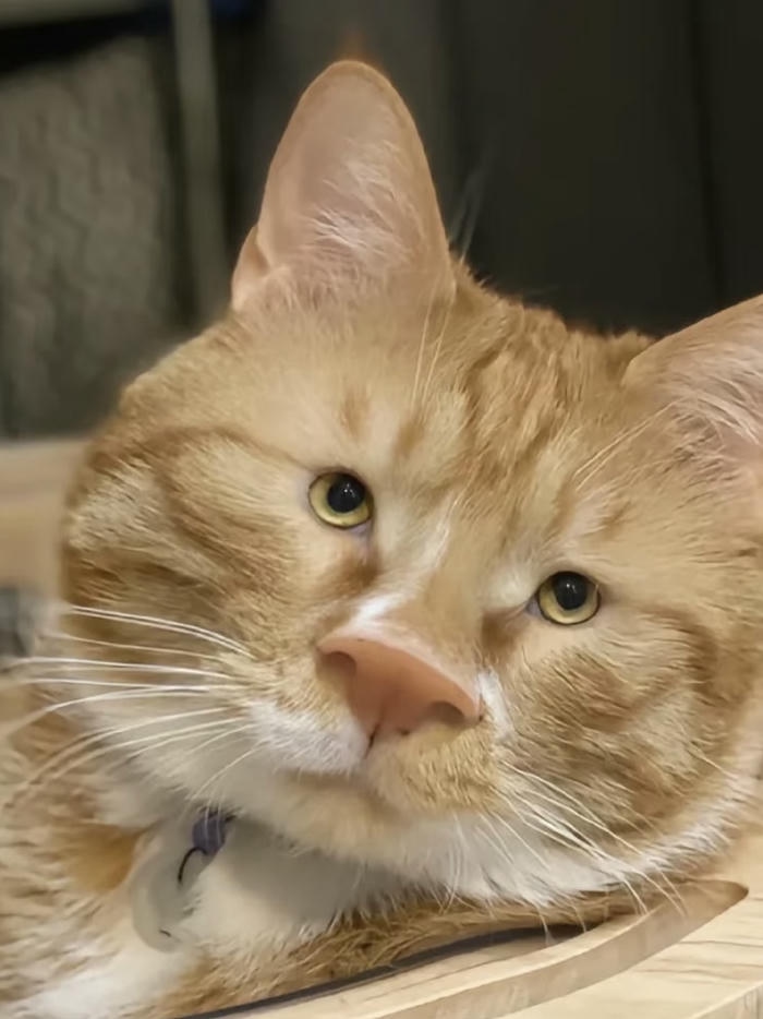 avatar mèo vô tri cực kỳ hài hước