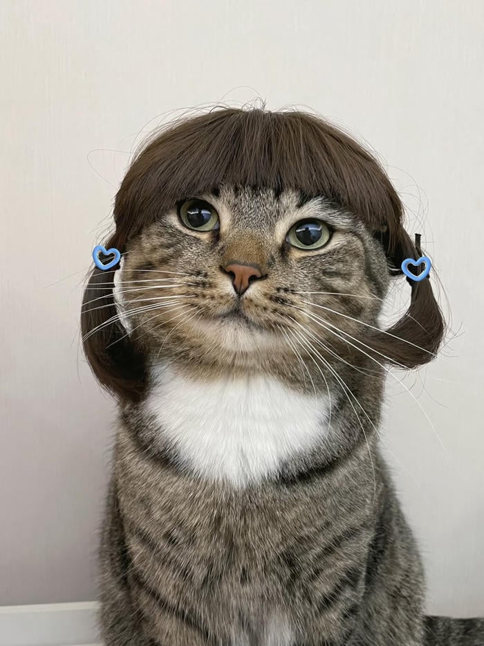 avatar mèo vô tri đội tóc giả