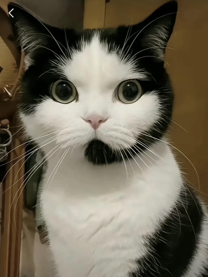 avatar mèo vô tri đứng im không phản ứng