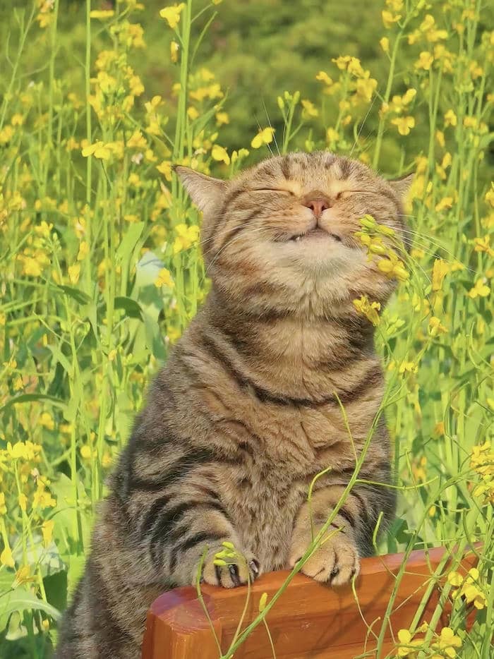 avatar mèo vô tri gương mặt ngơ ngác buồn cười