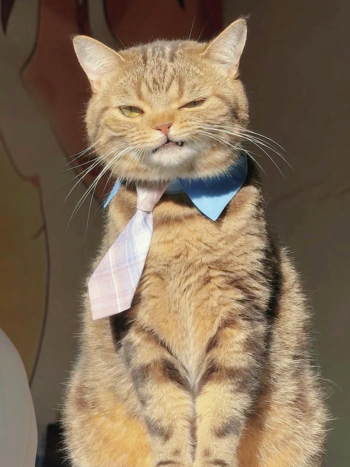 avatar mèo vô tri vẻ mặt khó đoán