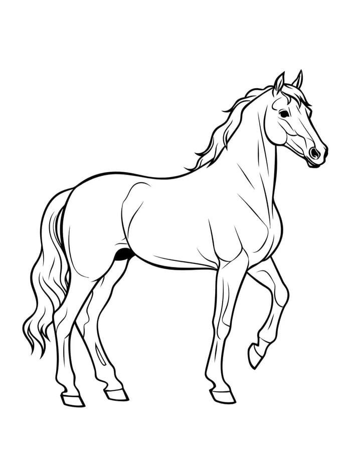 bản ngựa đường viền to dễ tô