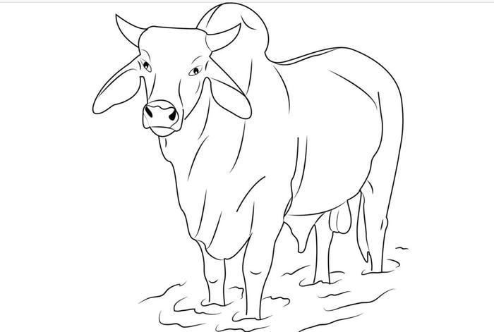 bản vẽ con bò nét đậm cho bé