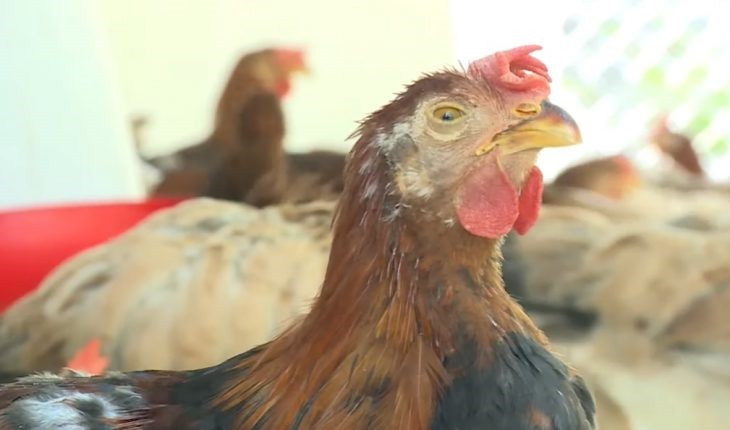 Bệnh Tích Thường Gặp Khi Mổ Khám Gia Cầm Mắc CRD