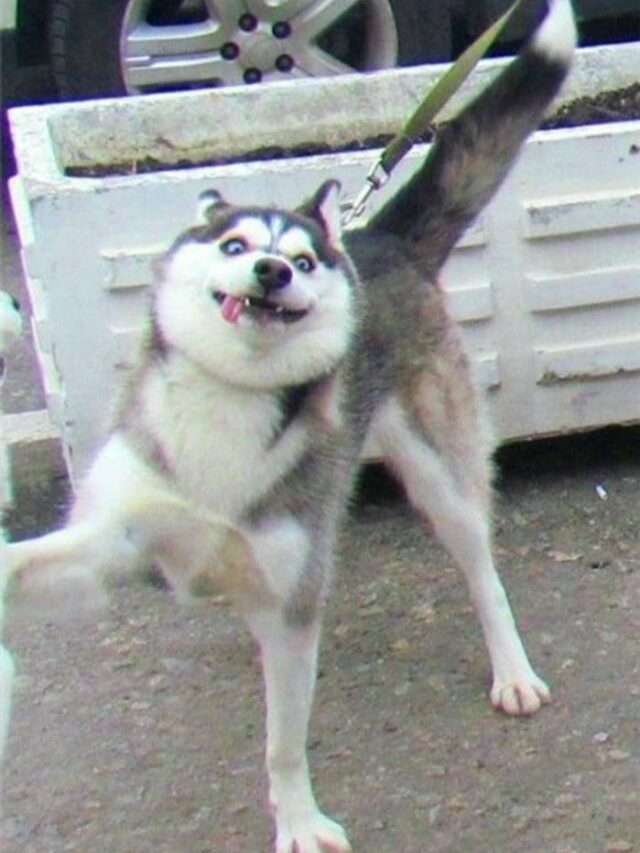 Tổng hợp bộ 134+ ảnh meme chó bựa hài hước và lầy lội nhất