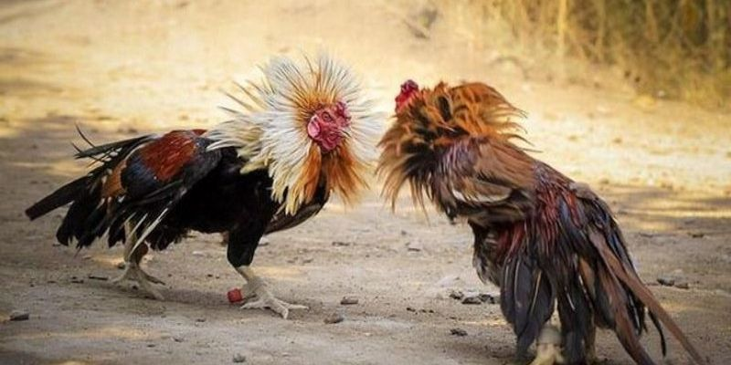 Vì Sao Sảnh Đá Gà 6789 Thu Hút Đông Đảo Người Chơi?