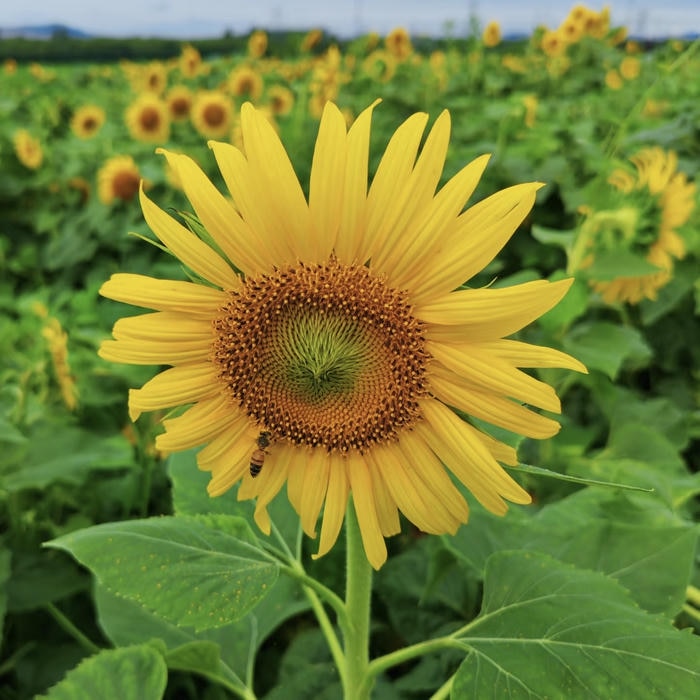 hình ảnh avatar hoa hướng dương hoa nở vàng óng ánh