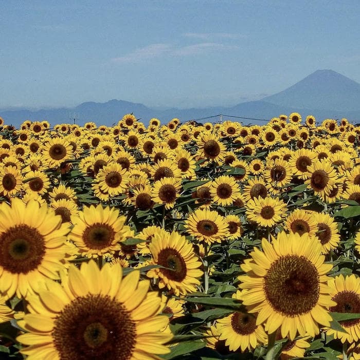 hình ảnh avatar hoa hướng dương khoe sắc vàng nổi bật