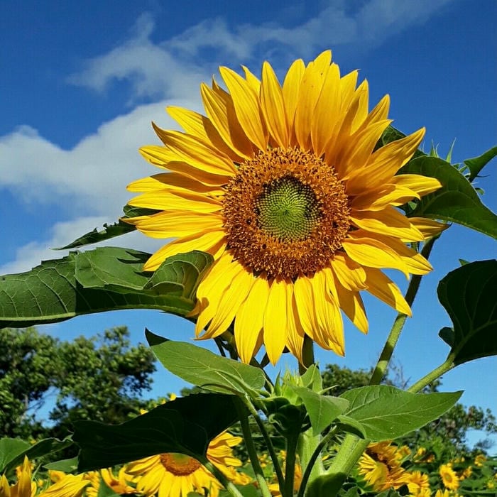 hình ảnh avatar hoa hướng dương màu vàng tươi hút mắt