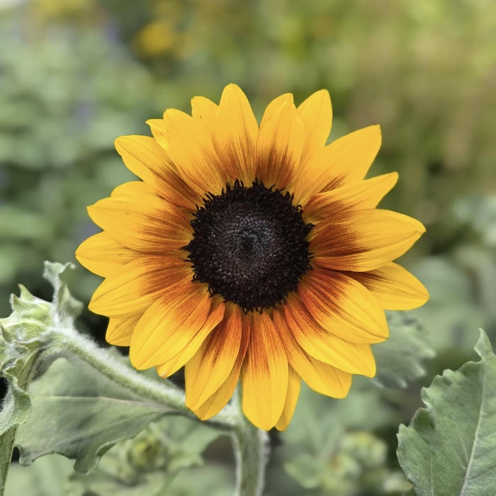 hình ảnh avatar hoa hướng dương nở rộ