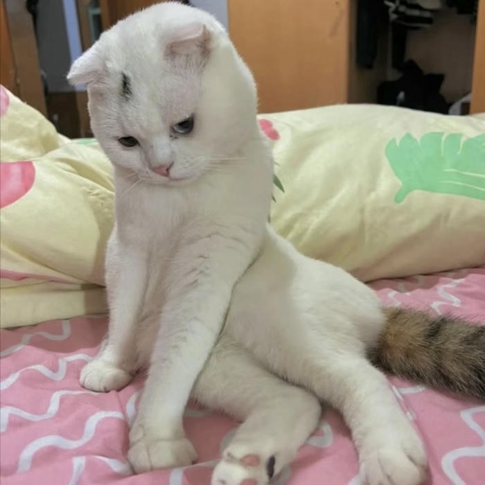 hình ảnh avatar mèo vô tri giận dỗi