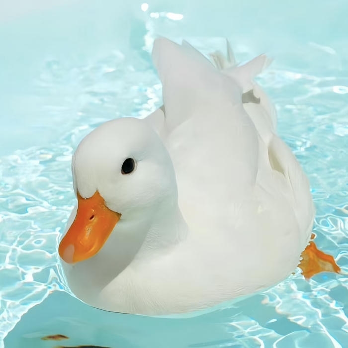 hình ảnh avatar vịt trắng cute đang bơi