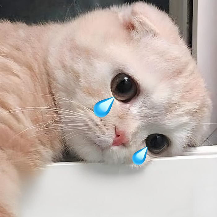 hình ảnh meme mèo sad