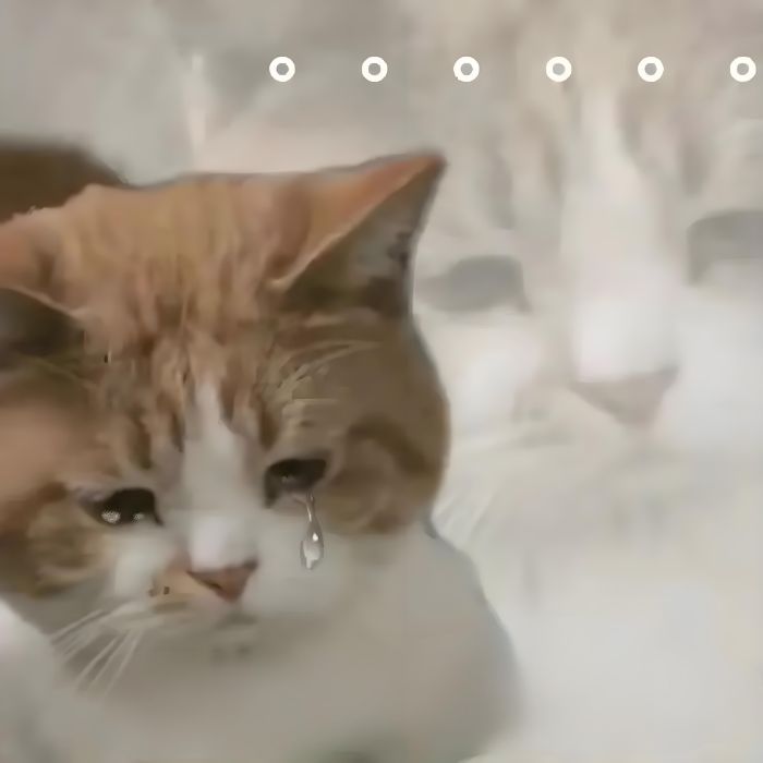 hình ảnh mèo meme sad