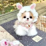 hình avatar con chó gương mặt đáng yêu khó tả