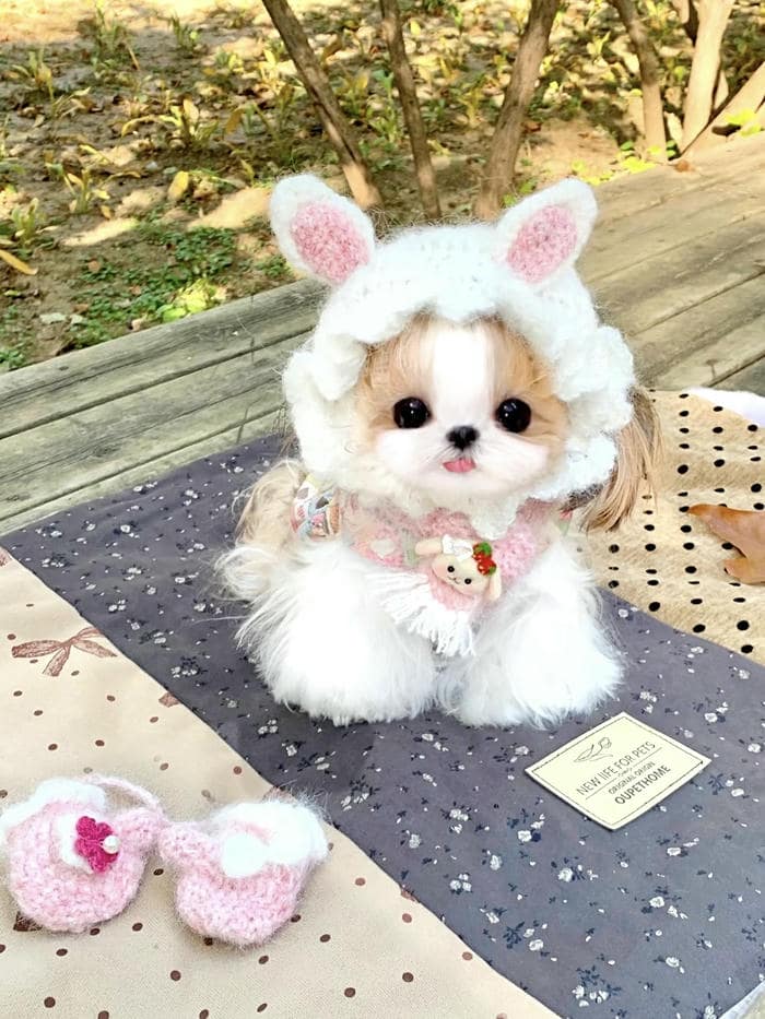 hình avatar con chó gương mặt đáng yêu khó tả