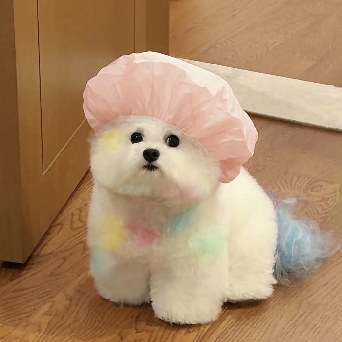 hình avatar con chó mập mạp cực kỳ dễ thương