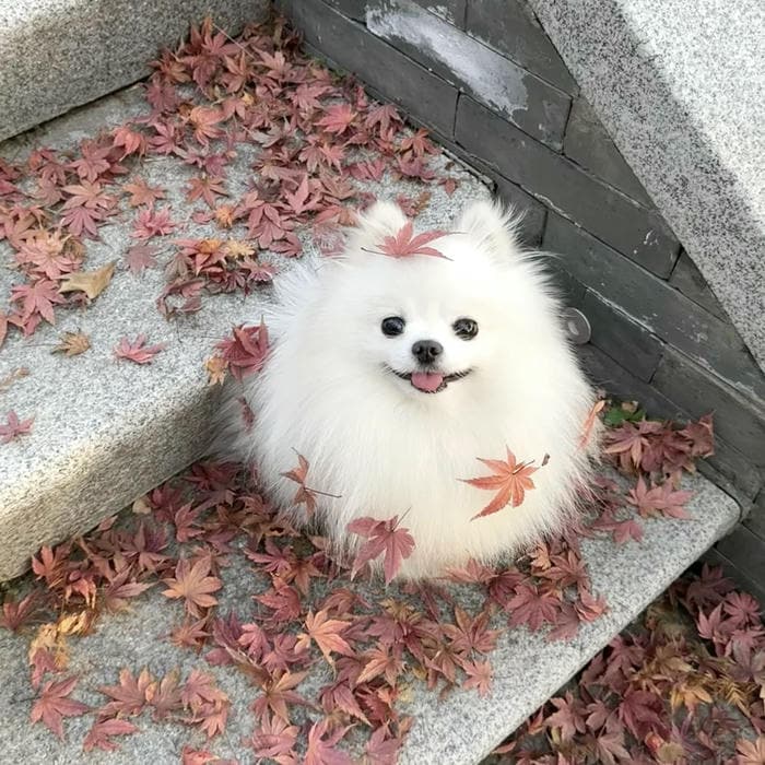 hình avatar con chó nhìn thẳng cực kỳ dễ thương