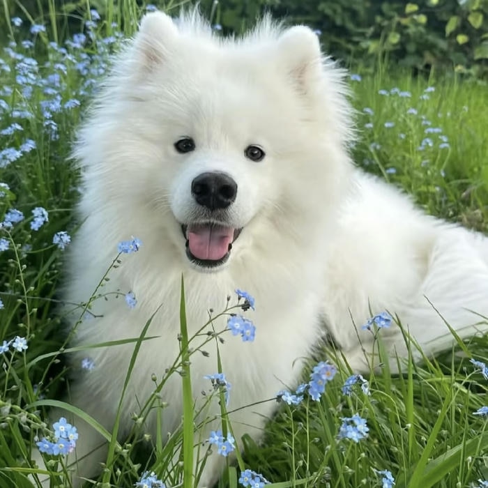 hình avatar con chó nhỏ nằm trên cỏ xanh