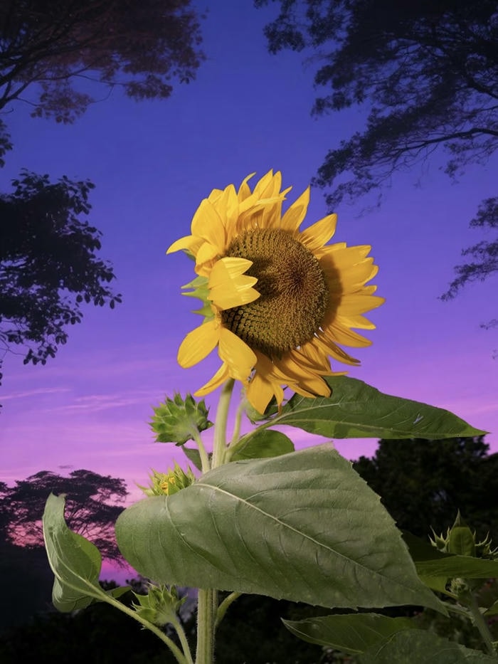 hình avatar hoa hướng dương nở tươi giữa bầu trời