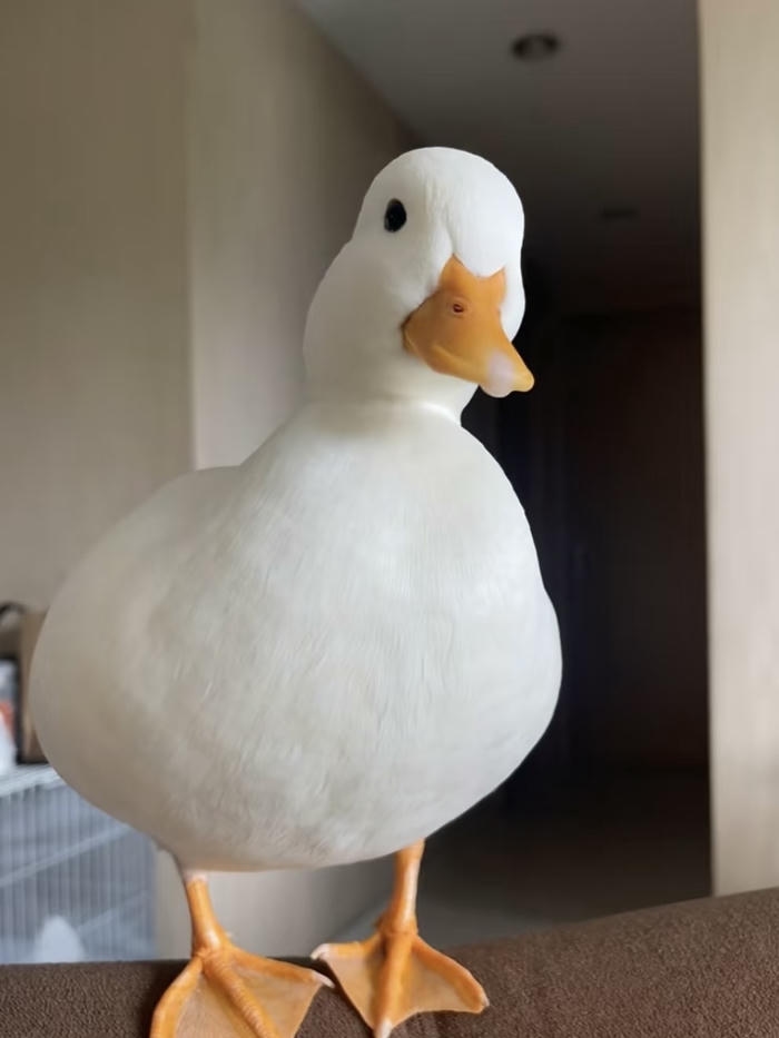 hình avatar vịt cute ngây ngô đáng yêu