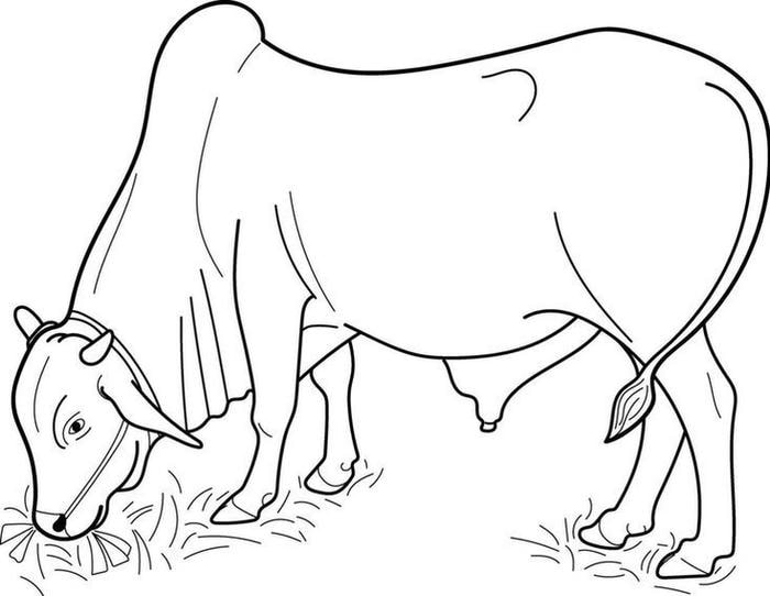 hình bò đơn giản phù hợp thiếu nhi