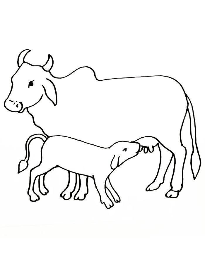 hình bò trắng đen tập tô