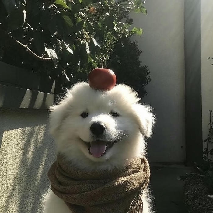 hình đại diện avatar con chó đáng yêu với chiếc tai cụp