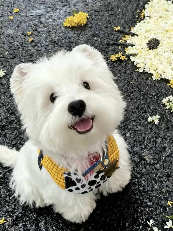 hình đại diện avatar con chó dễ thương với đôi mắt tròn