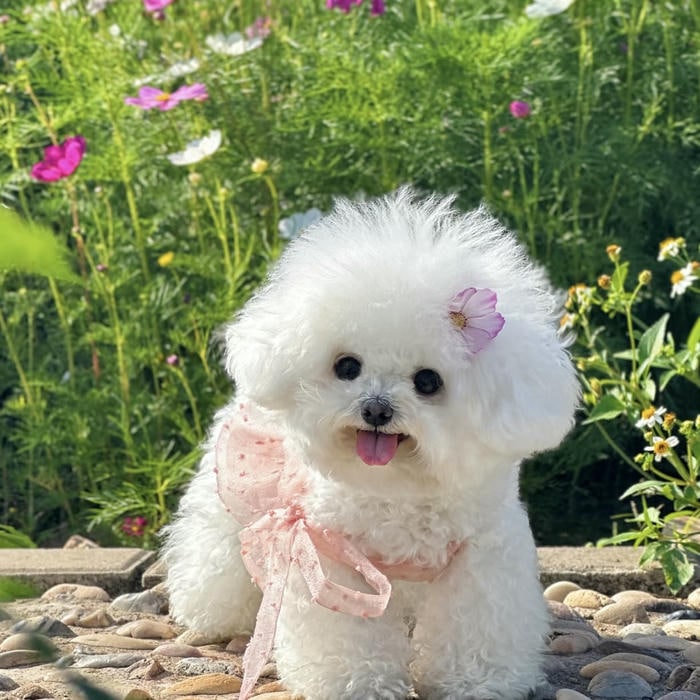 hình đại diện avatar con chó đôi mắt long lanh xinh đẹp