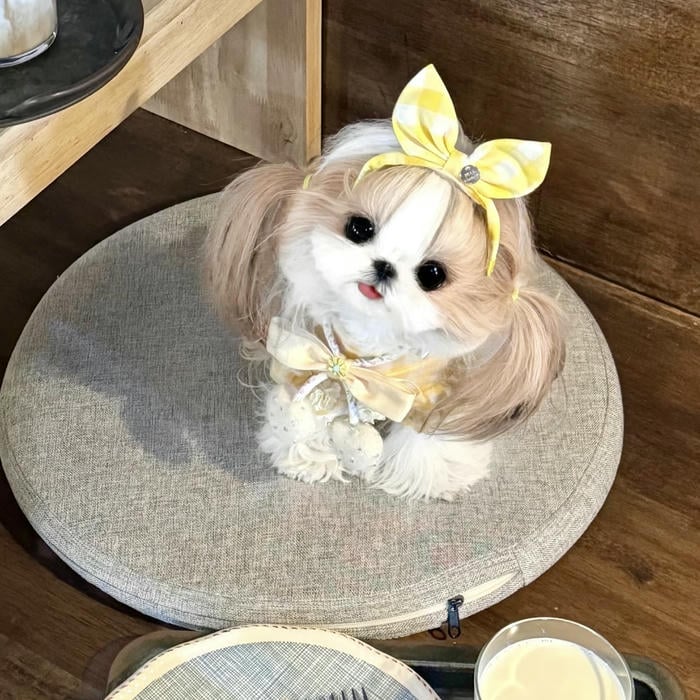 hình đại diện avatar con chó đứng nghiêng tạo dáng cực cute