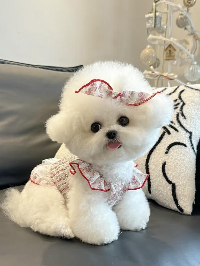 hình đại diện con chó màu trắng trông rất sạch