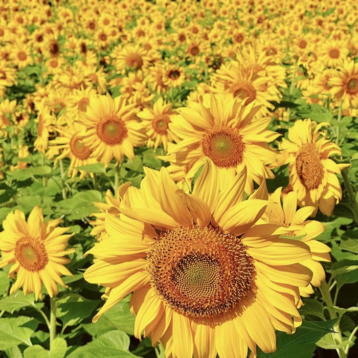 hình đại diện hoa hướng dương tỏa sáng rực rỡ