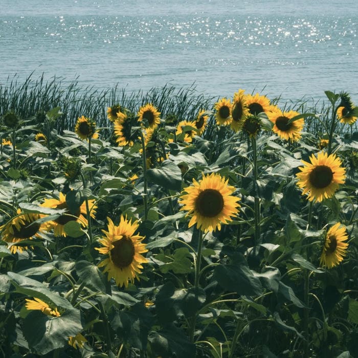 hình đại diện hoa hướng dương trong gió