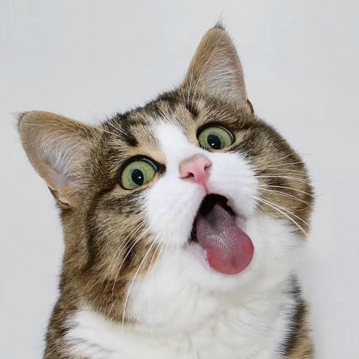 hình đại diện mèo vô tri lè lưỡi đáng yêu