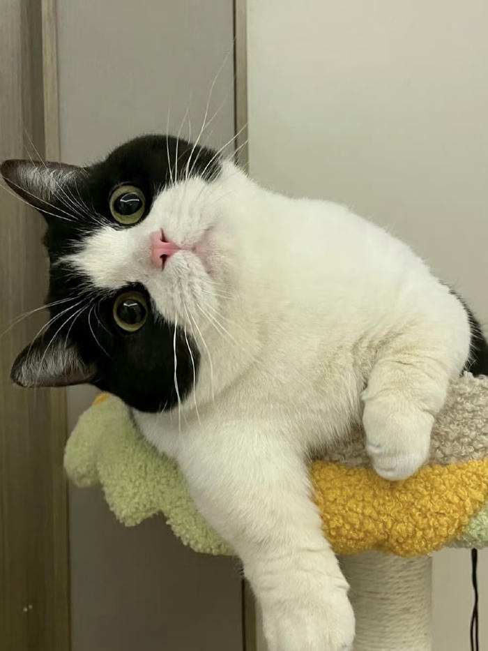 hình đại diện mèo vô tri ngơ ngác