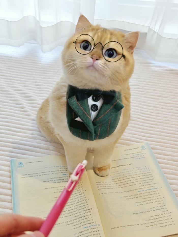 hình đại diện mèo vô tri phong thái rất nghiêm