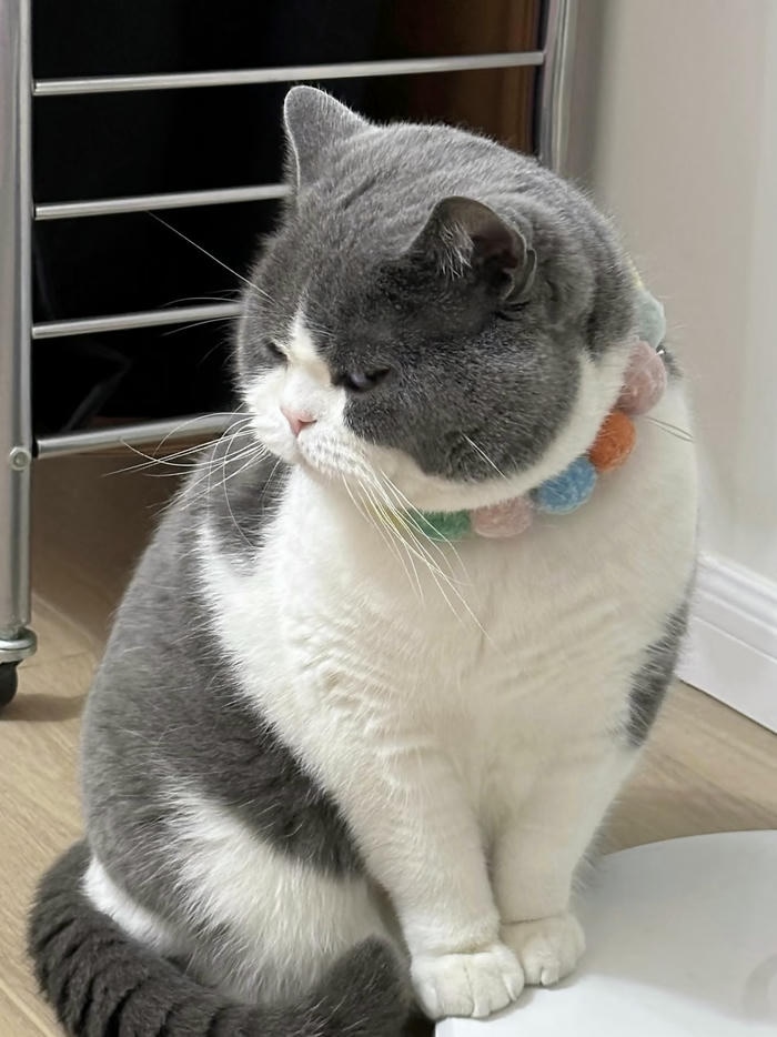 hình đại diện mèo vô tri tạo cảm giác tĩnh lặng