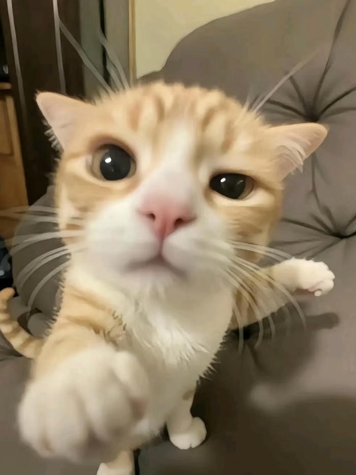 hình đại diện mèo vô tri tò mò